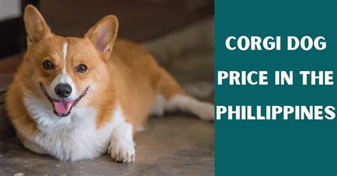 Corgi Dog Price In The Philippines [Updated August 2023].